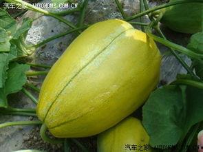 小孩瓜地吃甜瓜,小瓜娃子甜瓜园里的欢乐时光