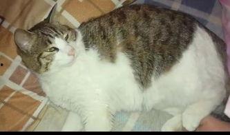 猫咪吃瓜声音,猫咪吃瓜的趣味瞬间