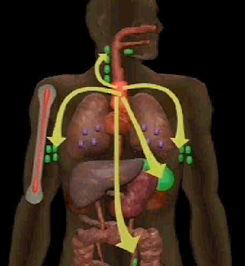 腺象体手术后可以吃瓜吗,瓜类食物的适宜摄入时间