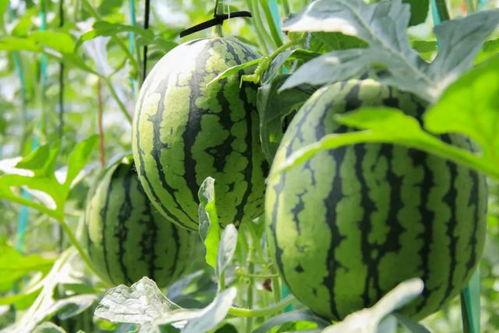 人间采蜜吃瓜,采蜜品瓜，尽享生活滋味