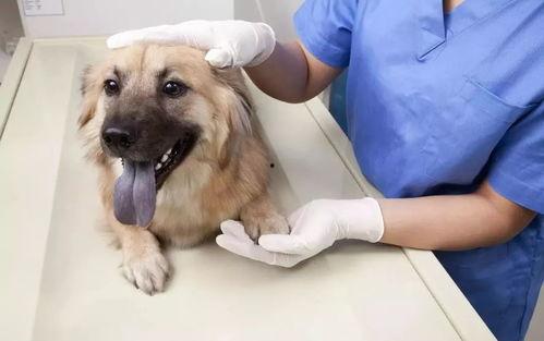 瓜女婿回门吃虱子,瓜女婿意外吃下虱子