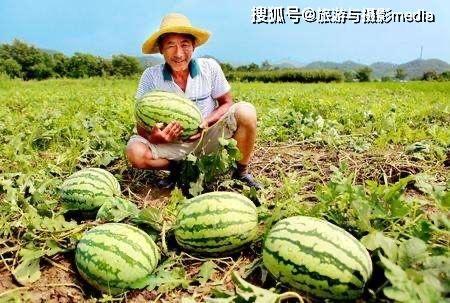 蹲瓜怎么吃,解锁美味蹲瓜新吃法