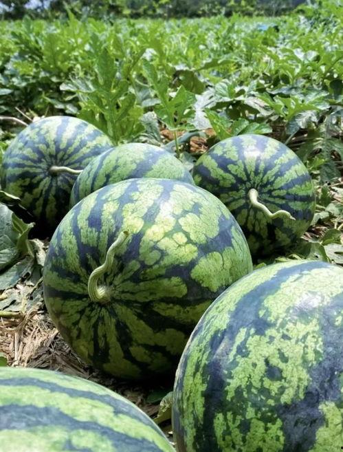 临沧大妈吃瓜视频,一场接地气的社区生活秀