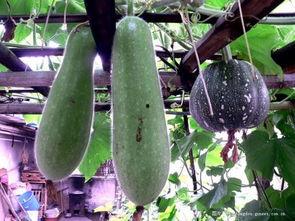 楼顶吃瓜,揭秘高空视角下的社区生活百态