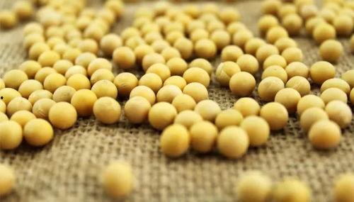 小黄豆直播切片吃瓜,带你一起品尝甜蜜瓜果时光